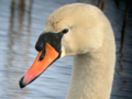 Mute Swan